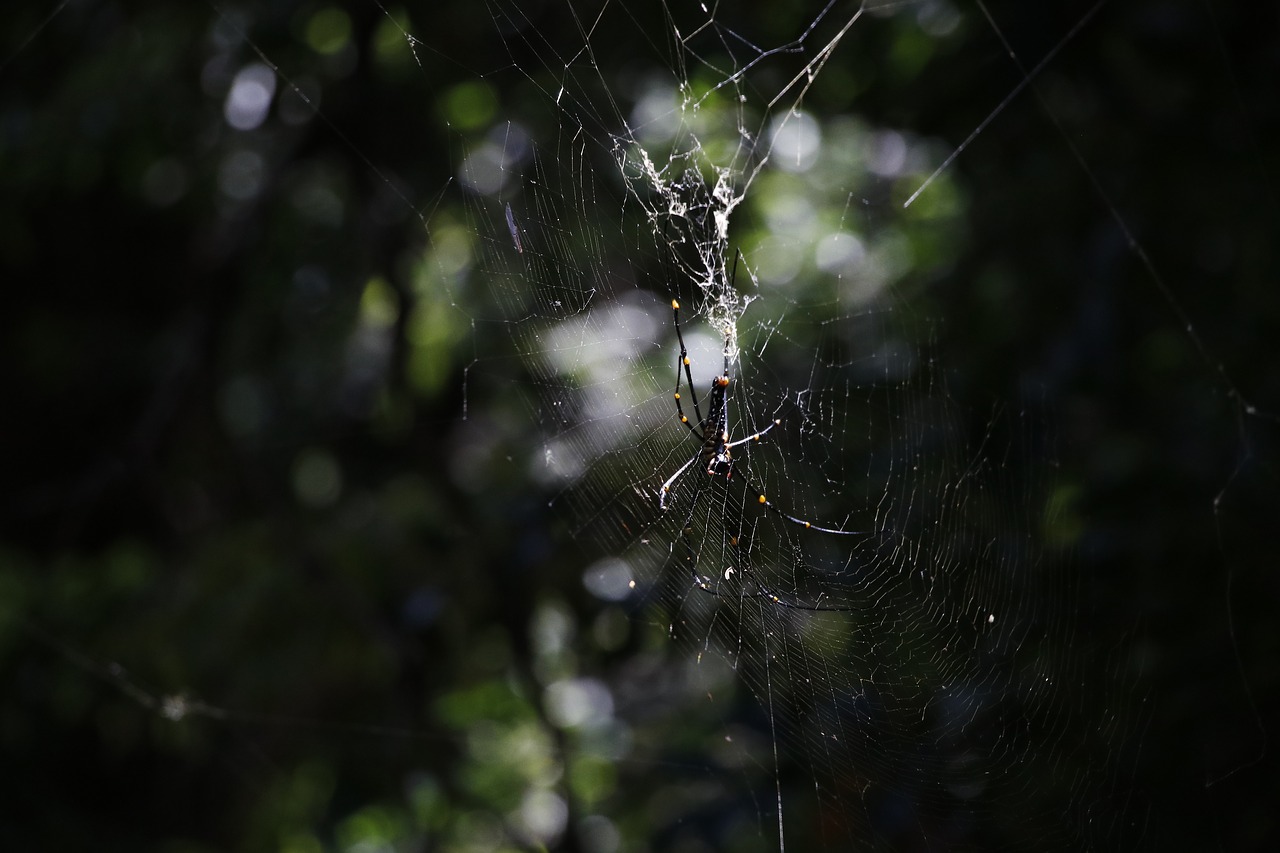 outdoors  spider  nature free photo