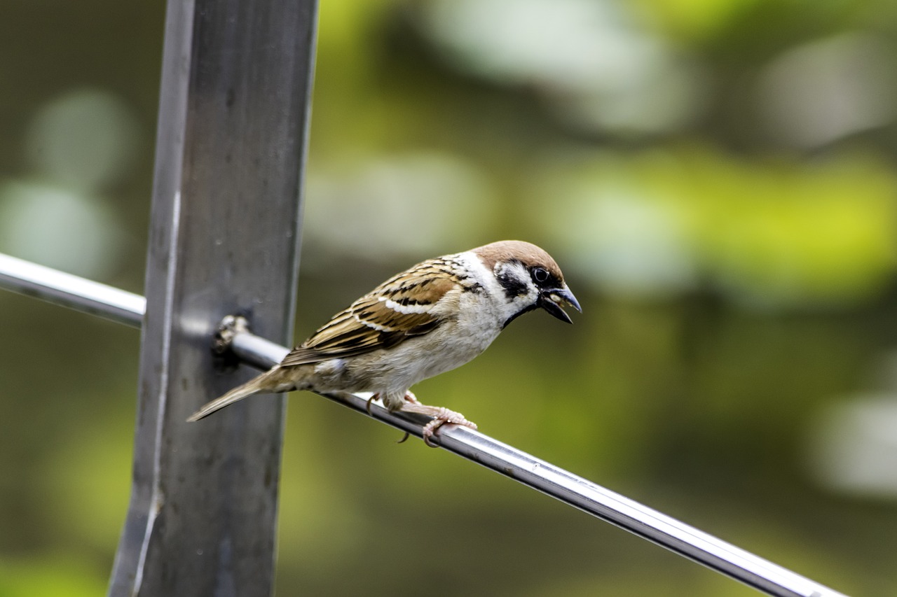 outdoors  bird  nature free photo