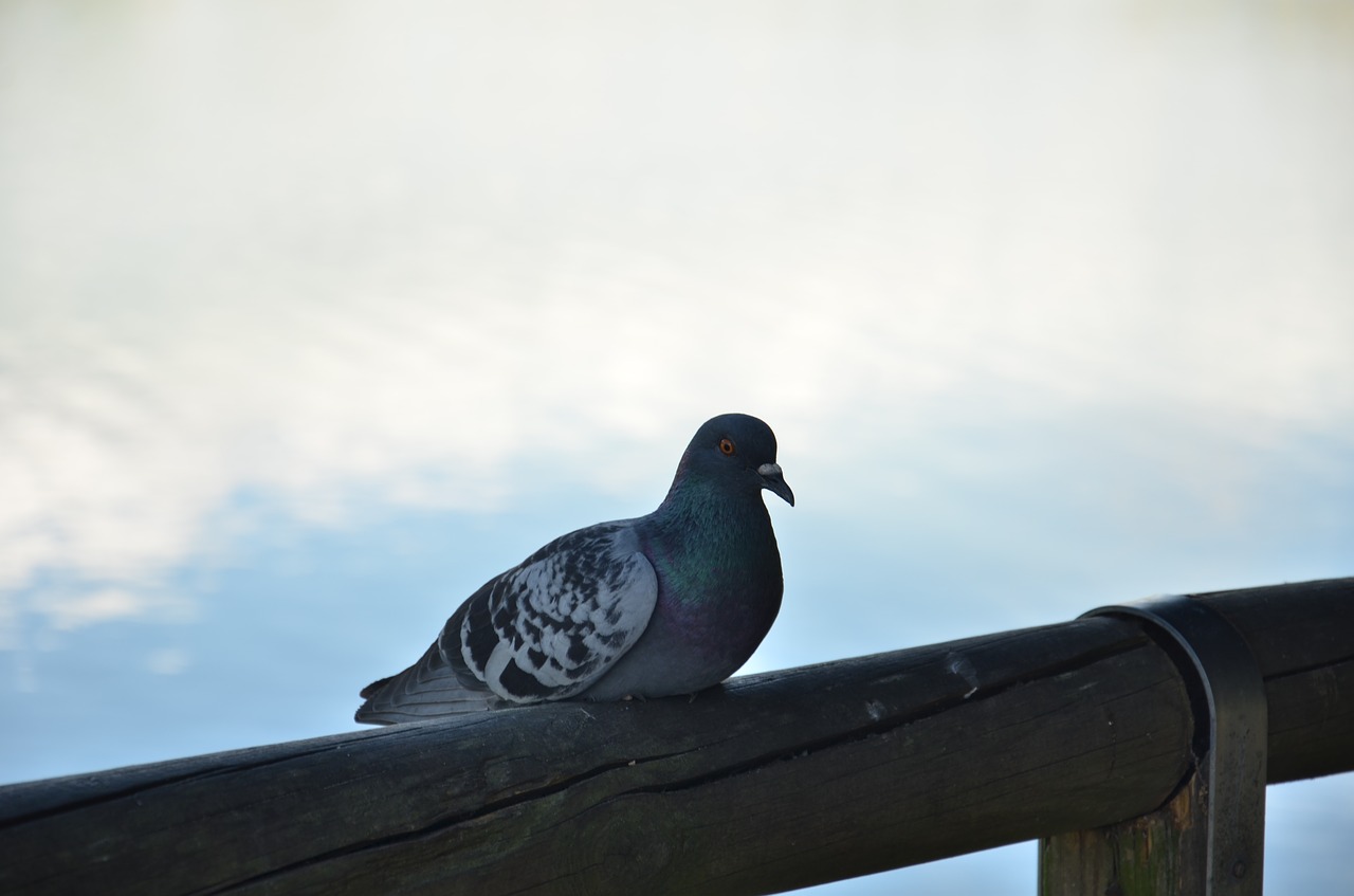 outdoors  nature  sky free photo