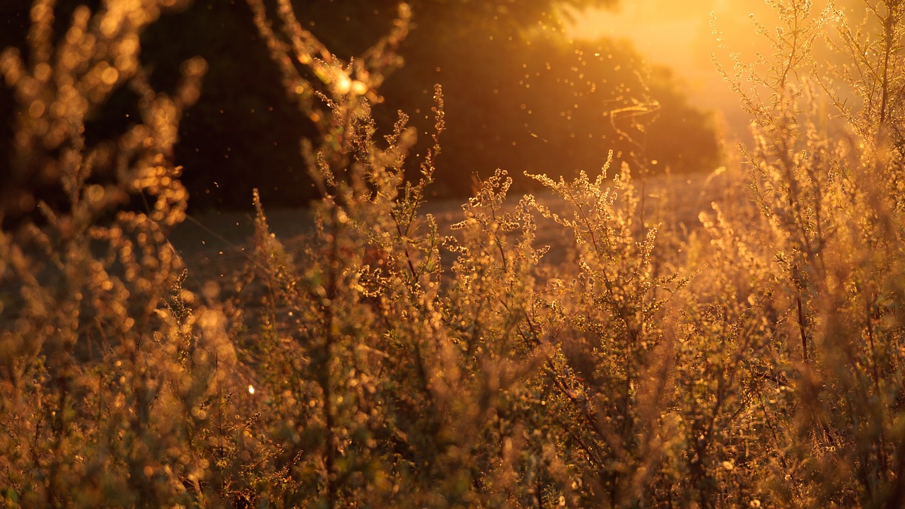 outdoors corn field summer free photo