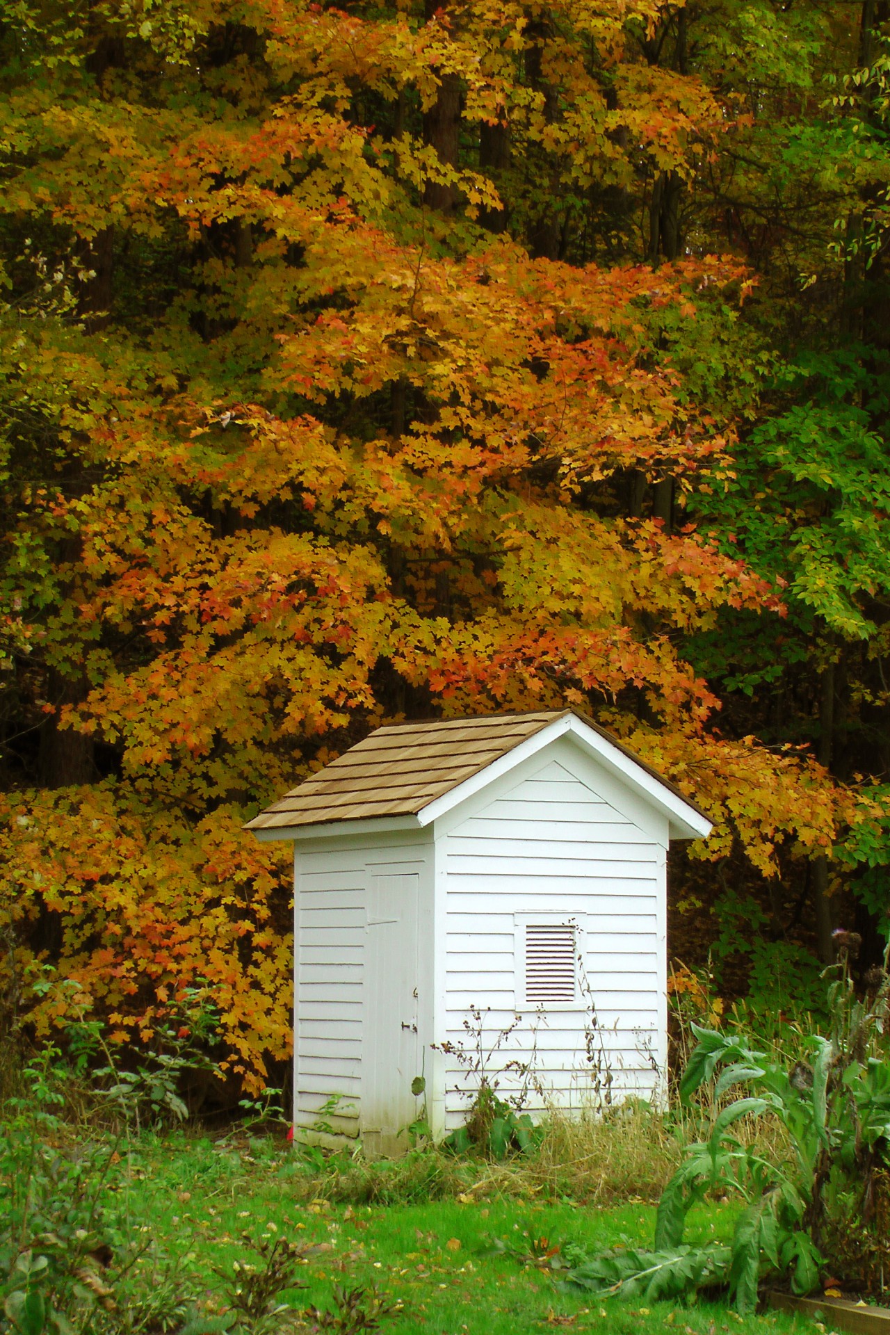 outhouse woods trees free photo