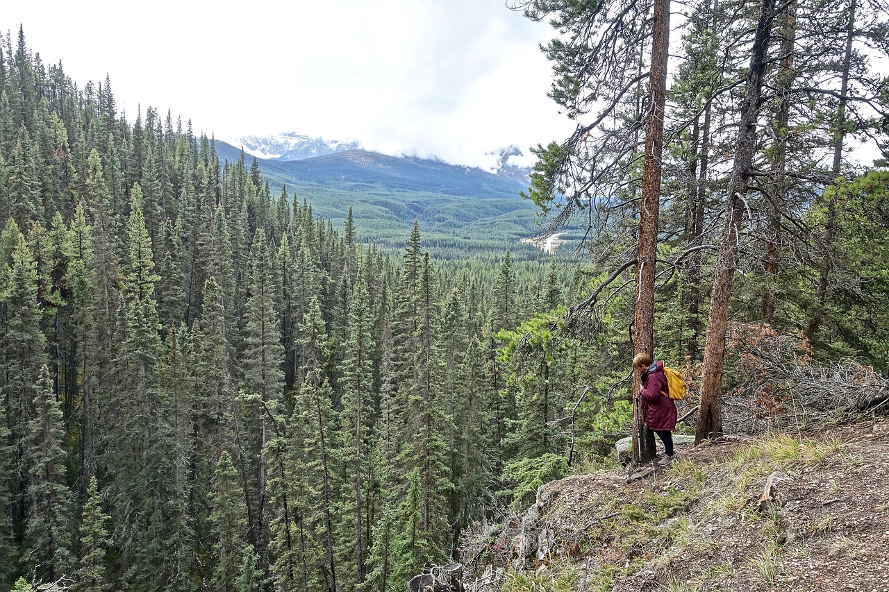 outlook forest looking free photo