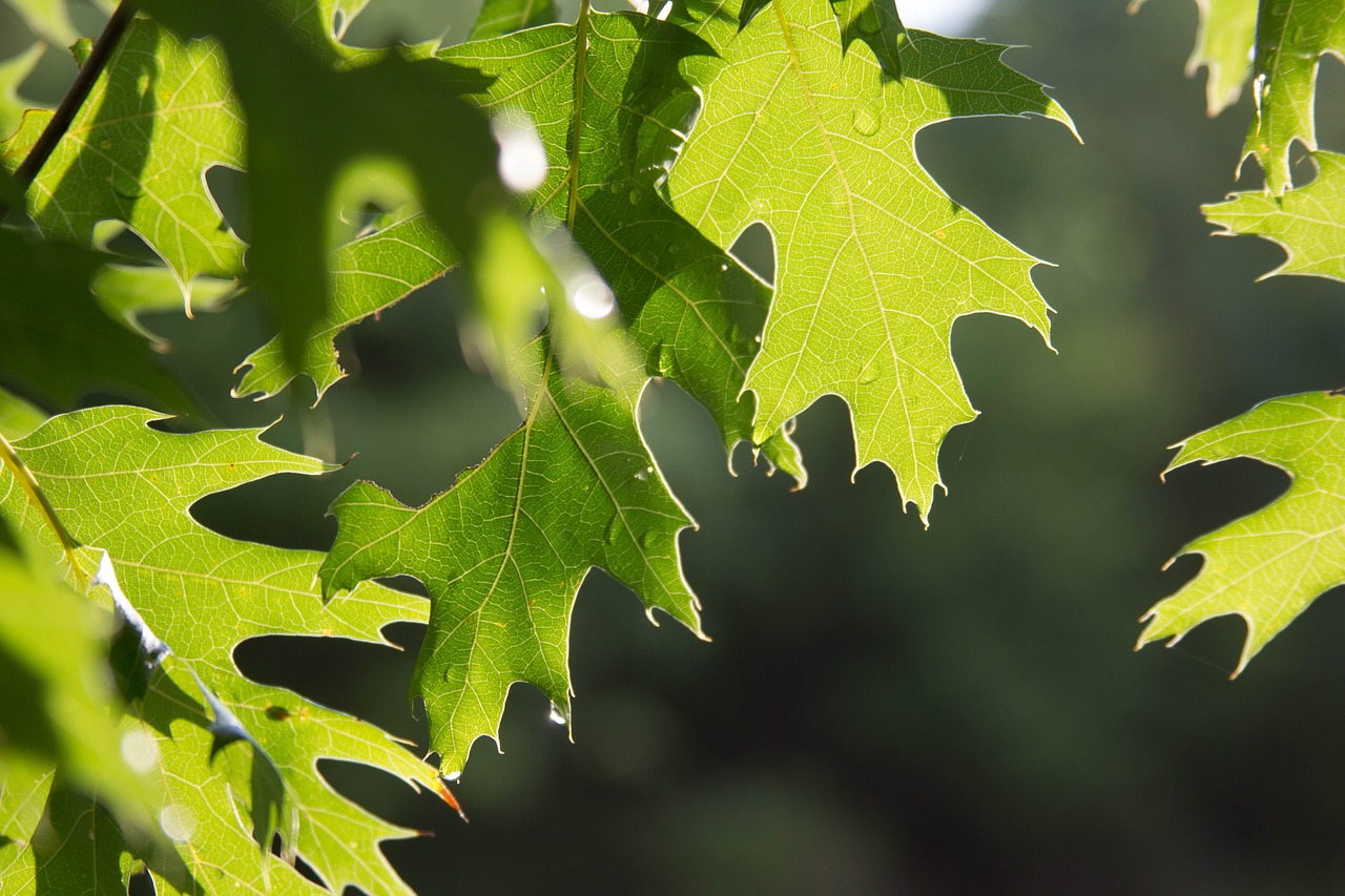 outside tree nature free photo