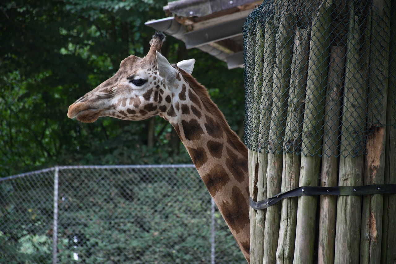 ouwehands dierenpark  giraffe  zoo free photo