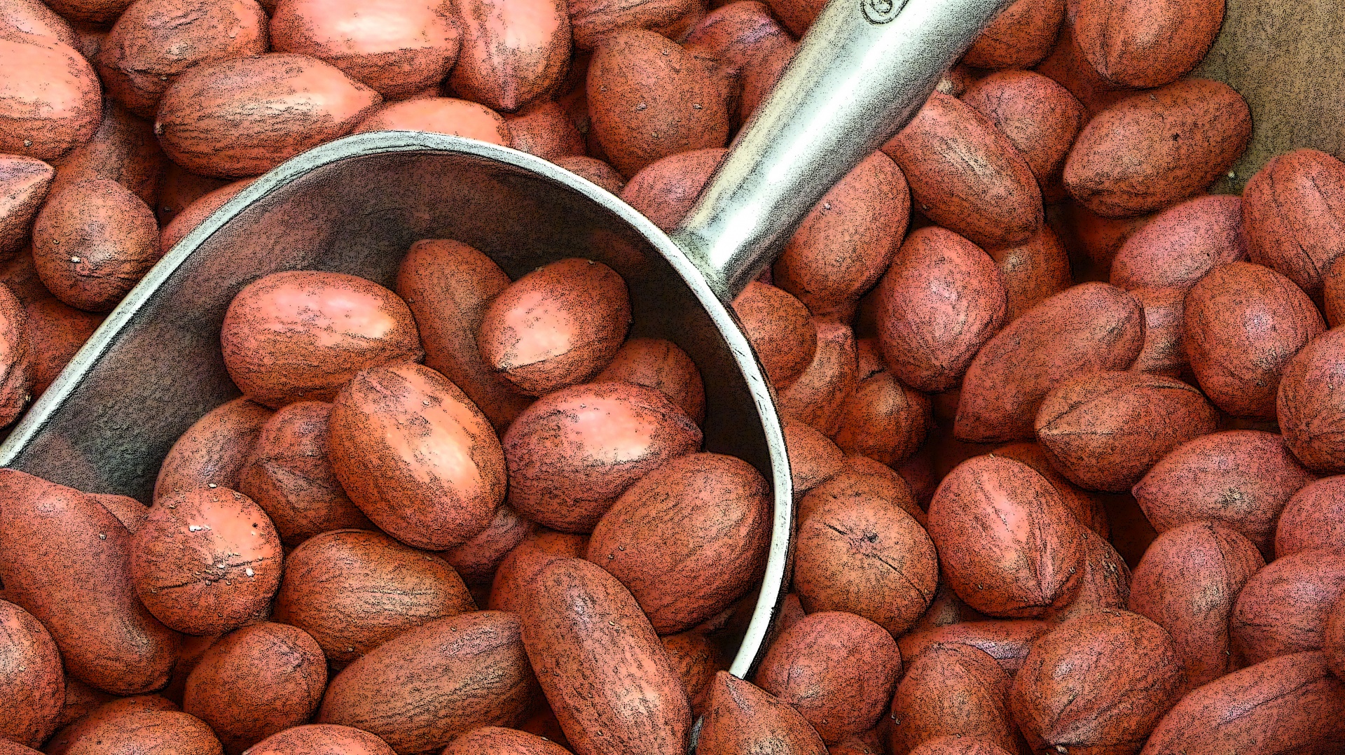 pecans nut nuts free photo