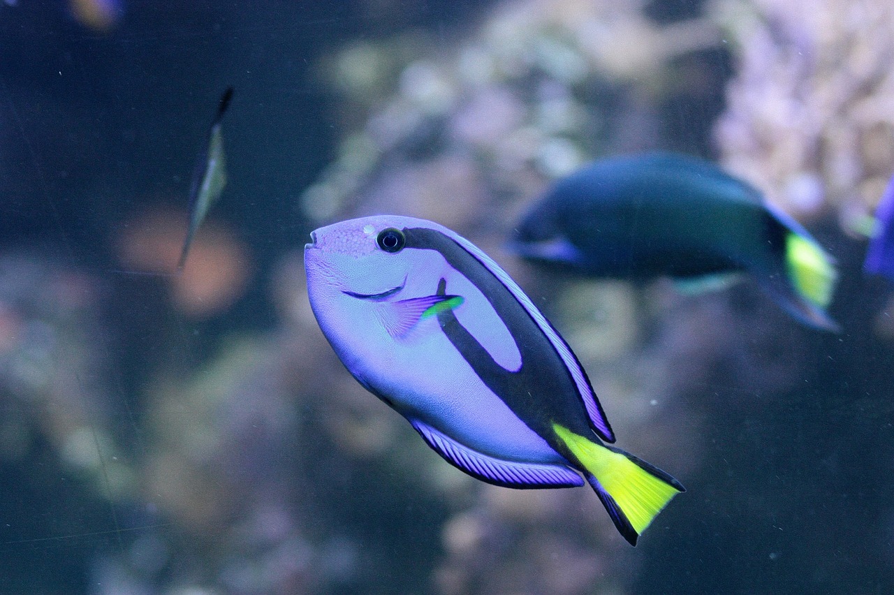 surgeonfish over blue free photo