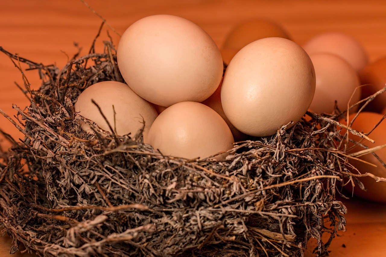 crowded nest egg free photo