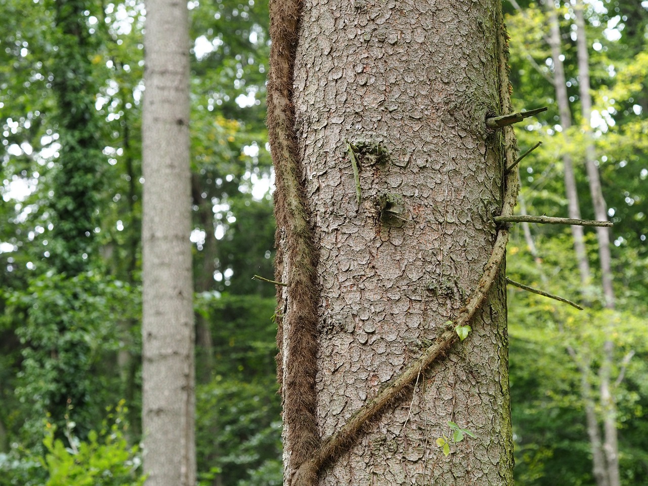 overgrown nature moss free photo