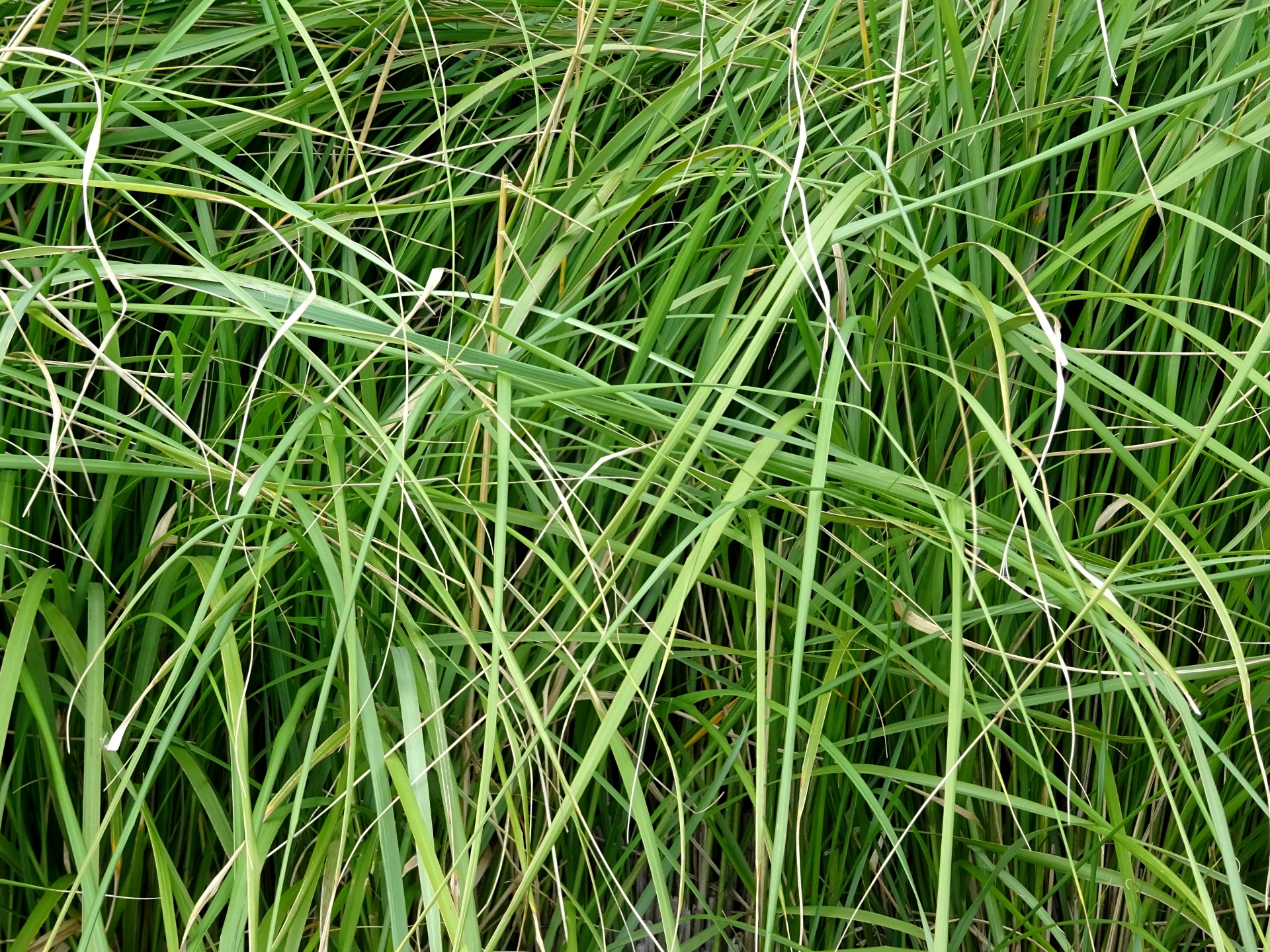 flower grass overgrown free photo