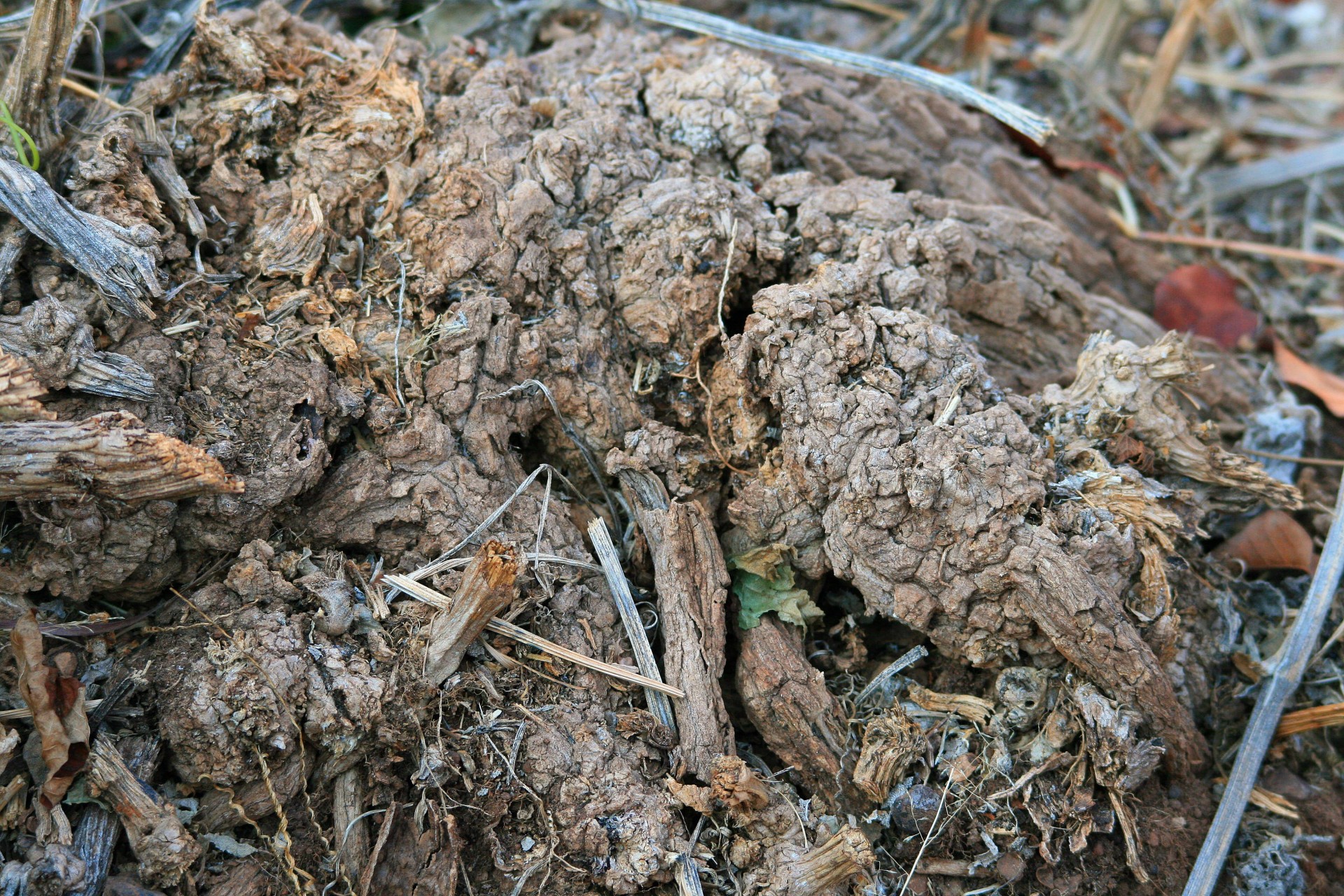 root exposed clump free photo