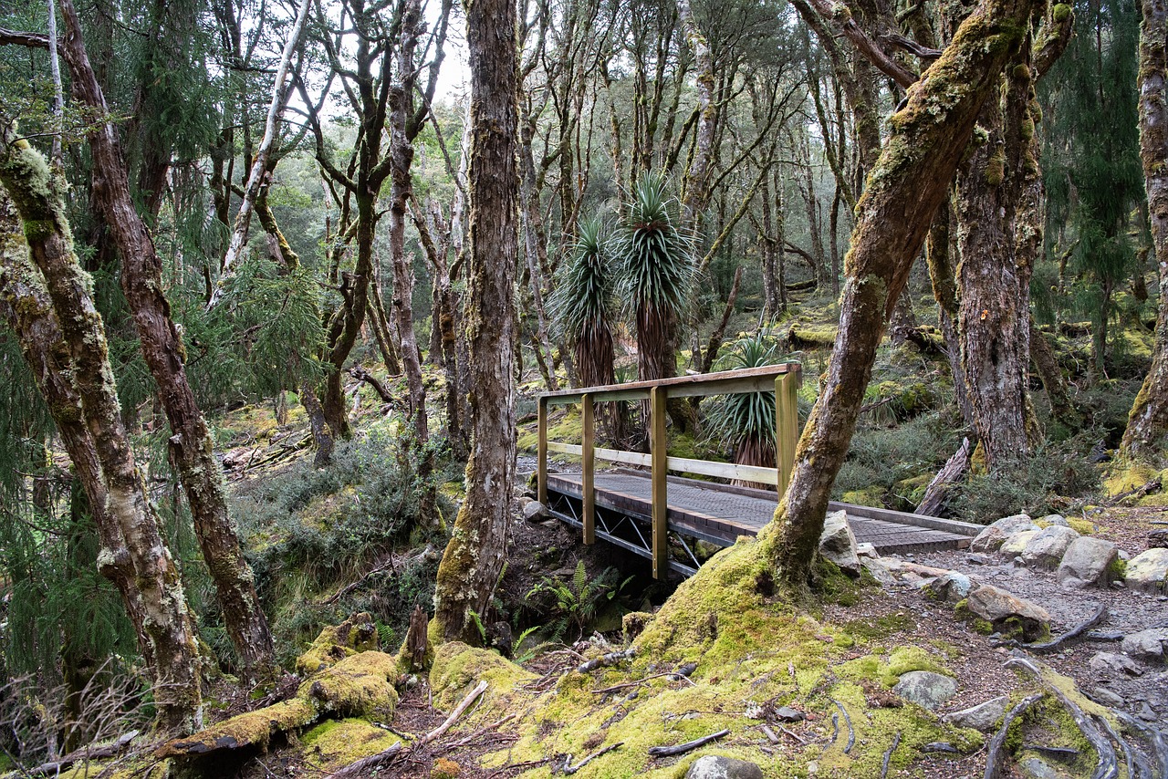 overland track  tasmania  nature free photo