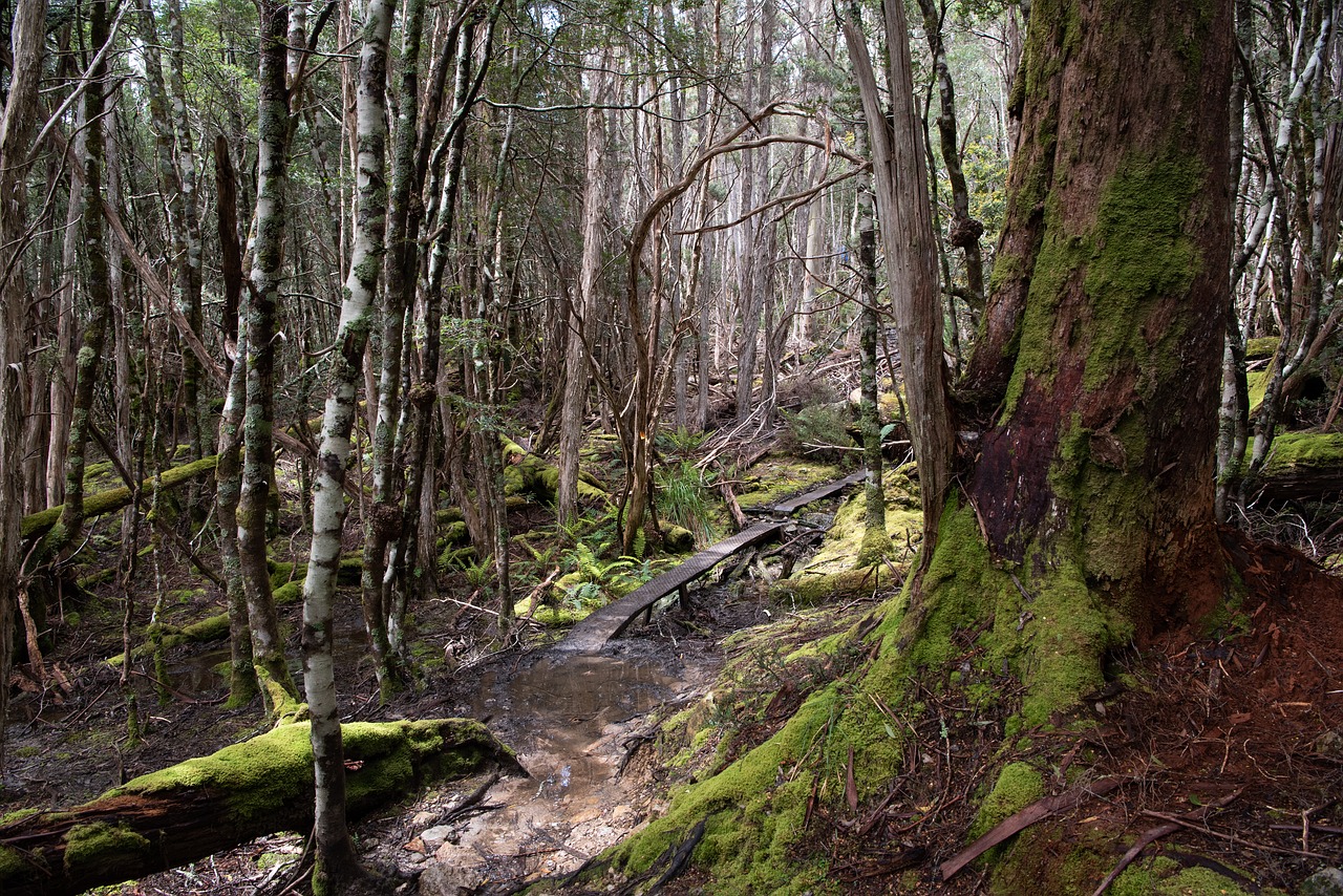 overland track  tasmania  nature free photo