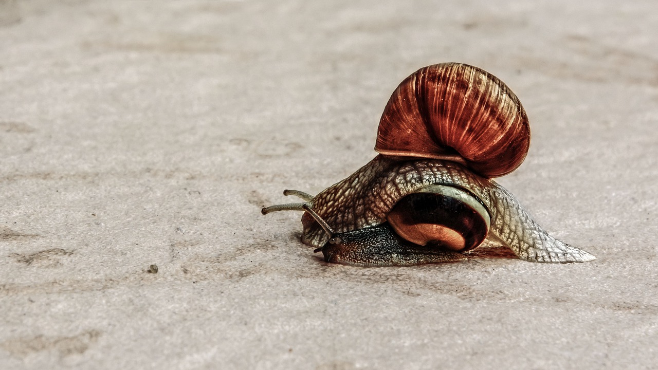 overtaking snail slowly free photo