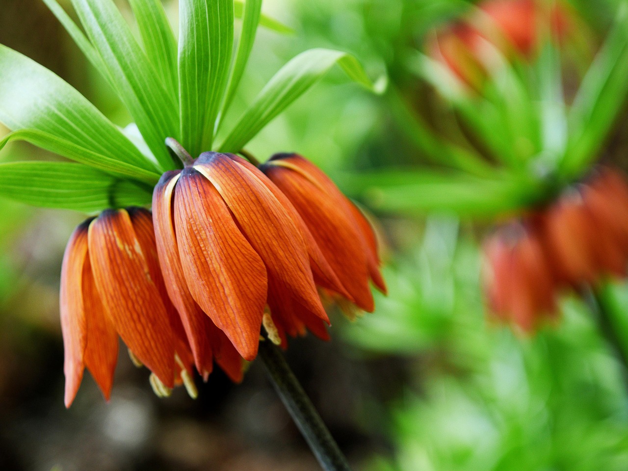 overturned tulips flower nature free photo