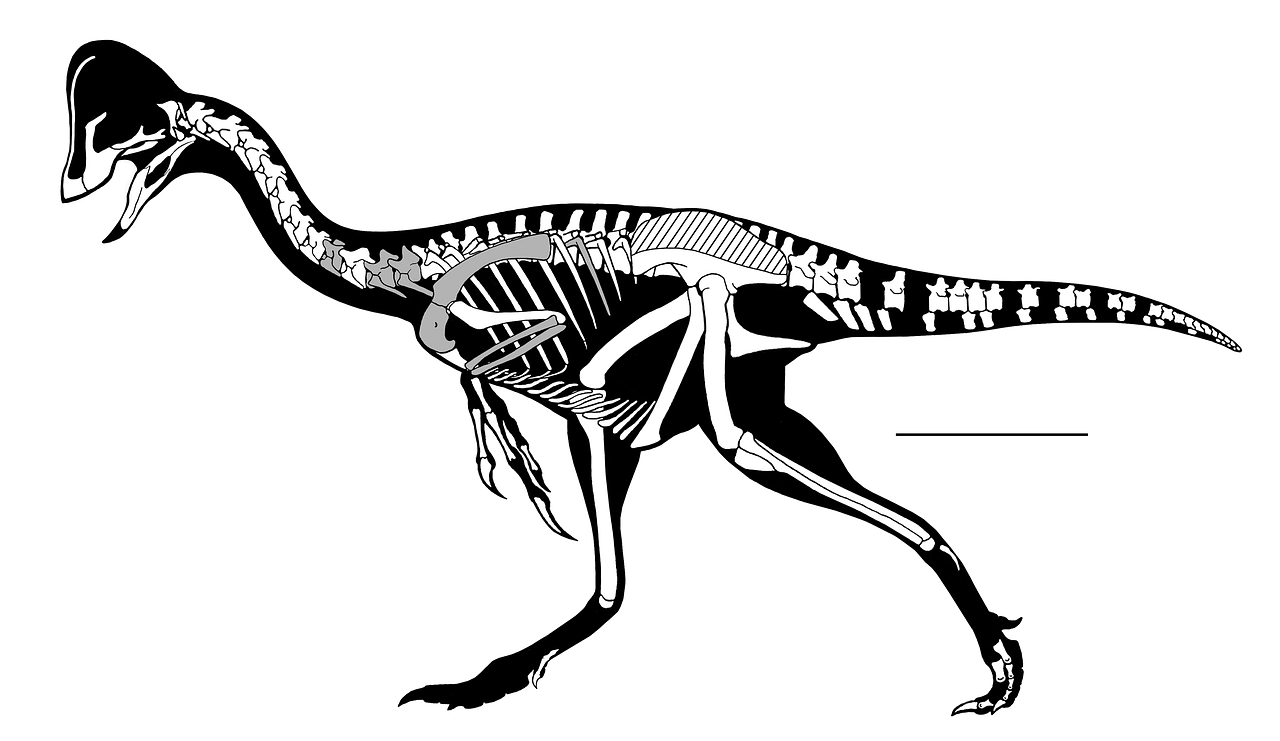 oviraptorosaurian skeleton dinosaur free photo