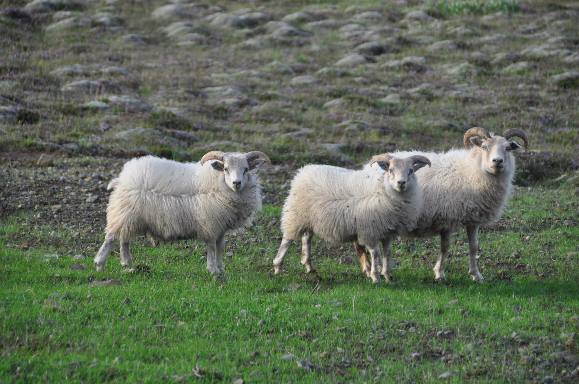 sheep pasture animals free photo