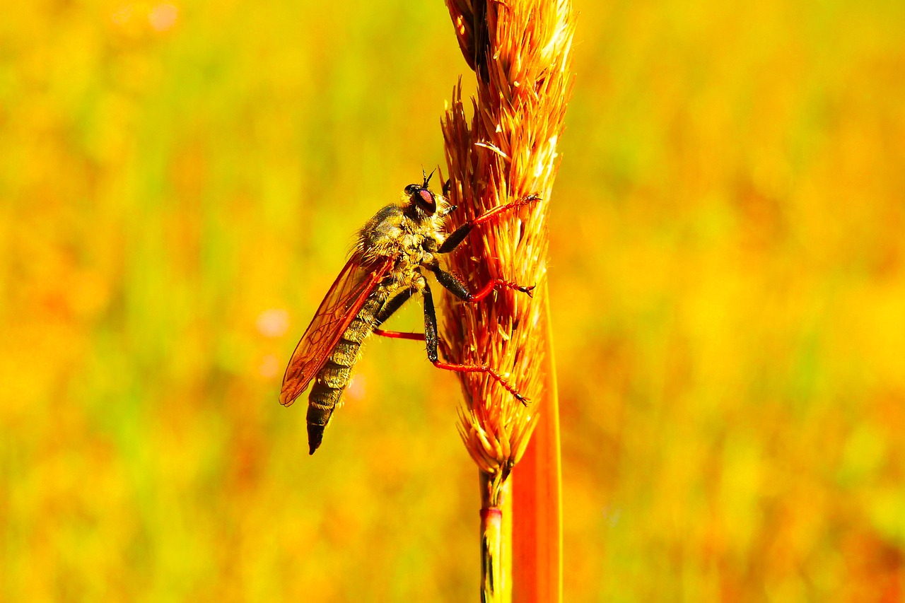 łowczak bluish  female  insect free photo