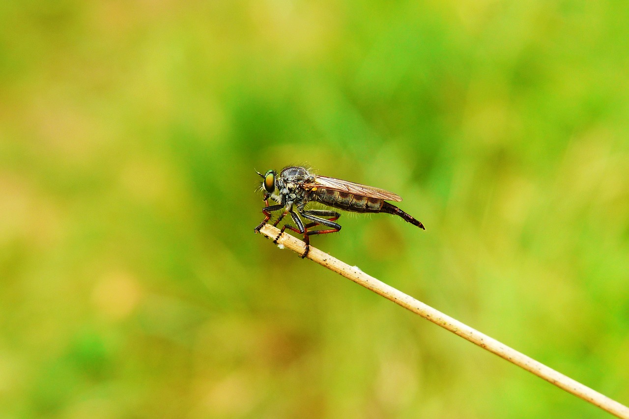 łowczak bluish  female  muchówki free photo