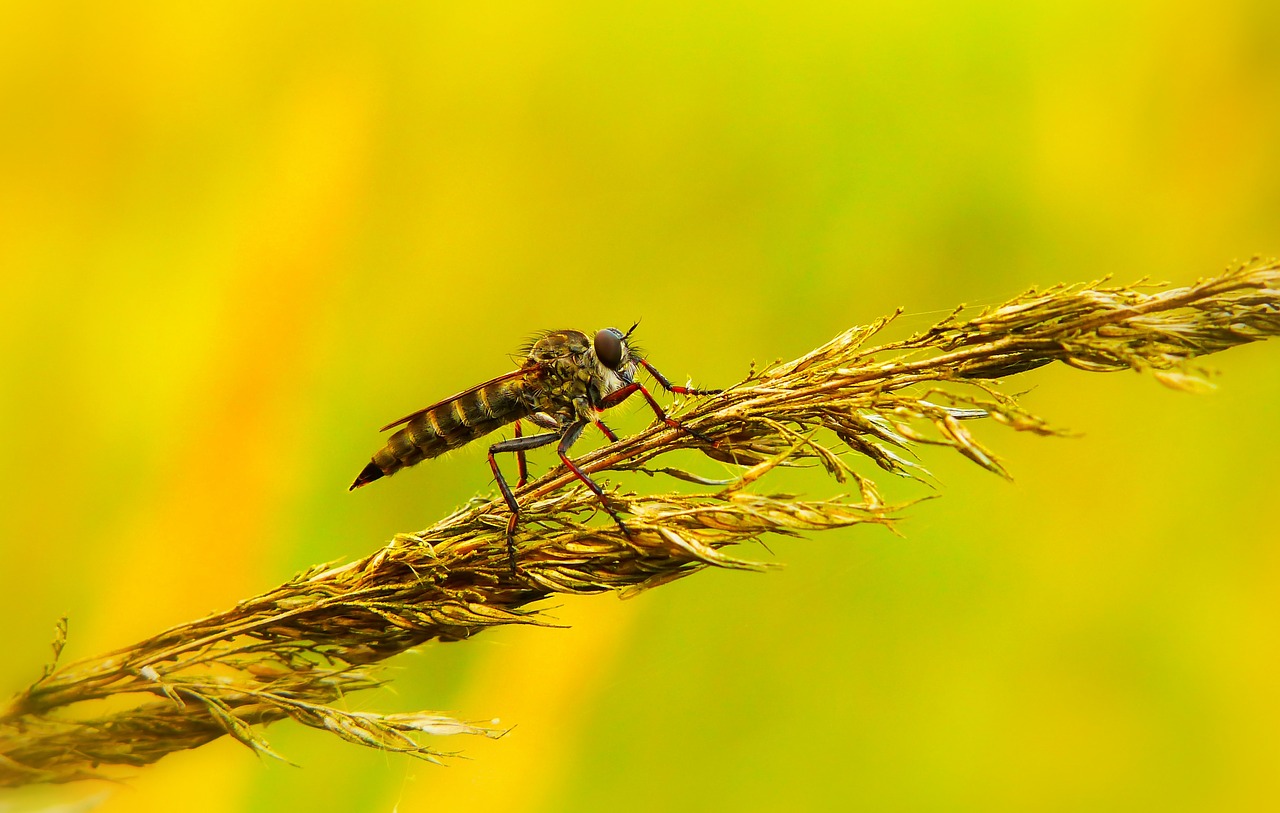 łowczak bluish  insect  muchówki free photo