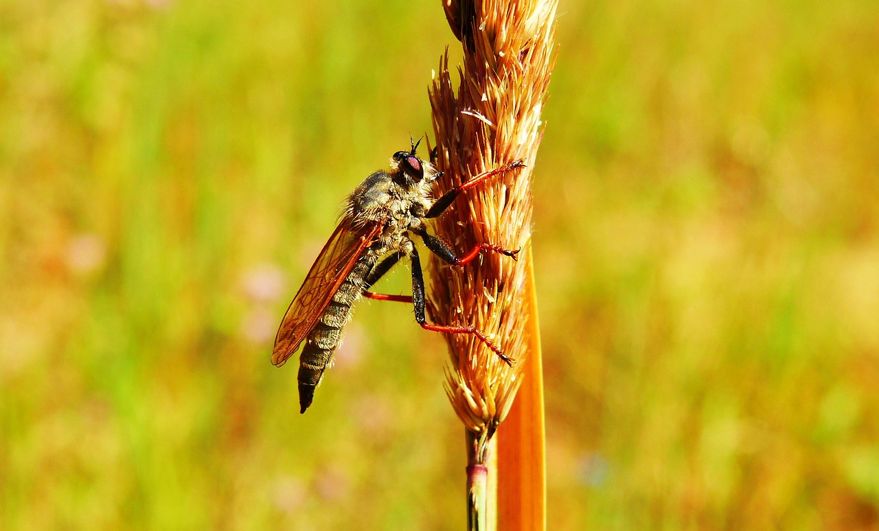 łowczak bluish  insect  muchówki free photo