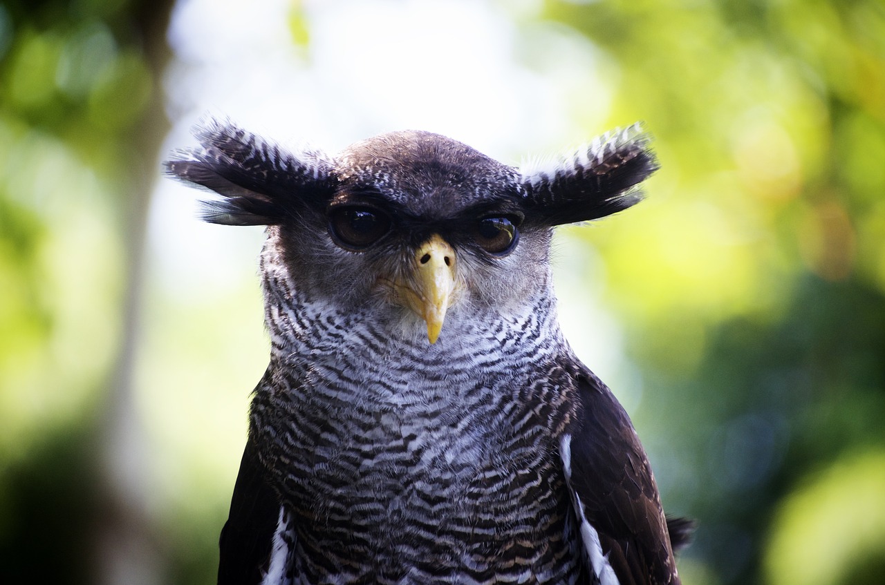 owl close up bird free photo