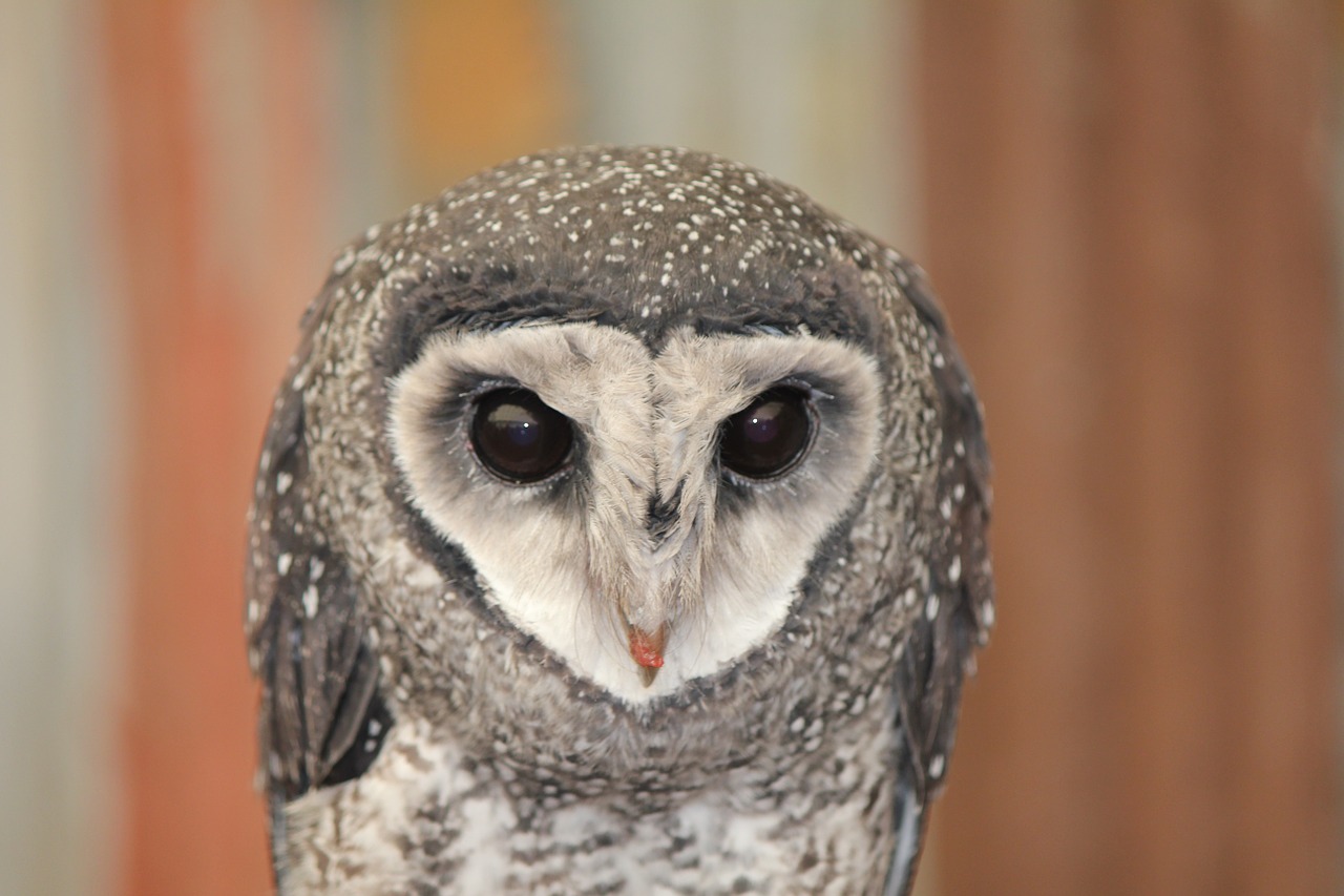 owl australian owl australia free photo