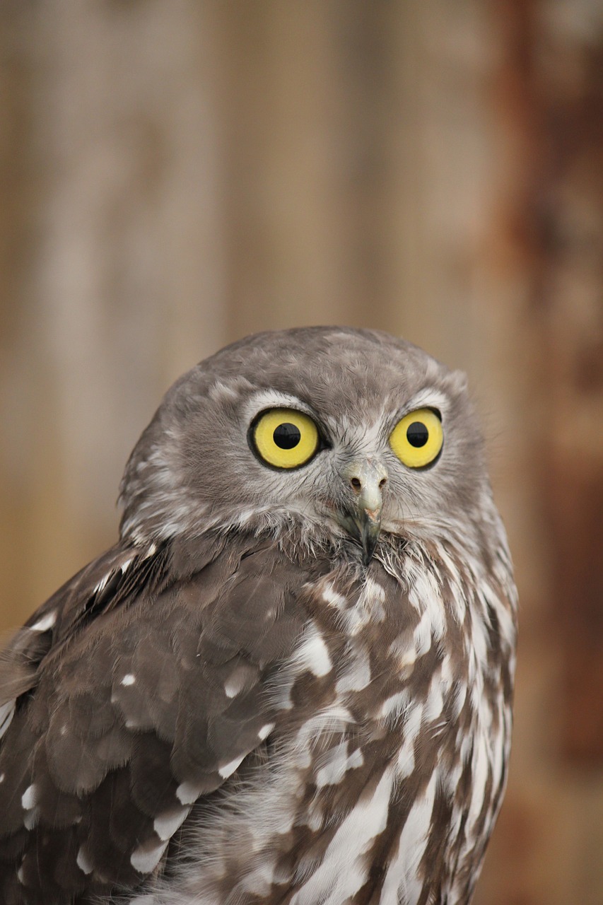 owl australian owl australia free photo