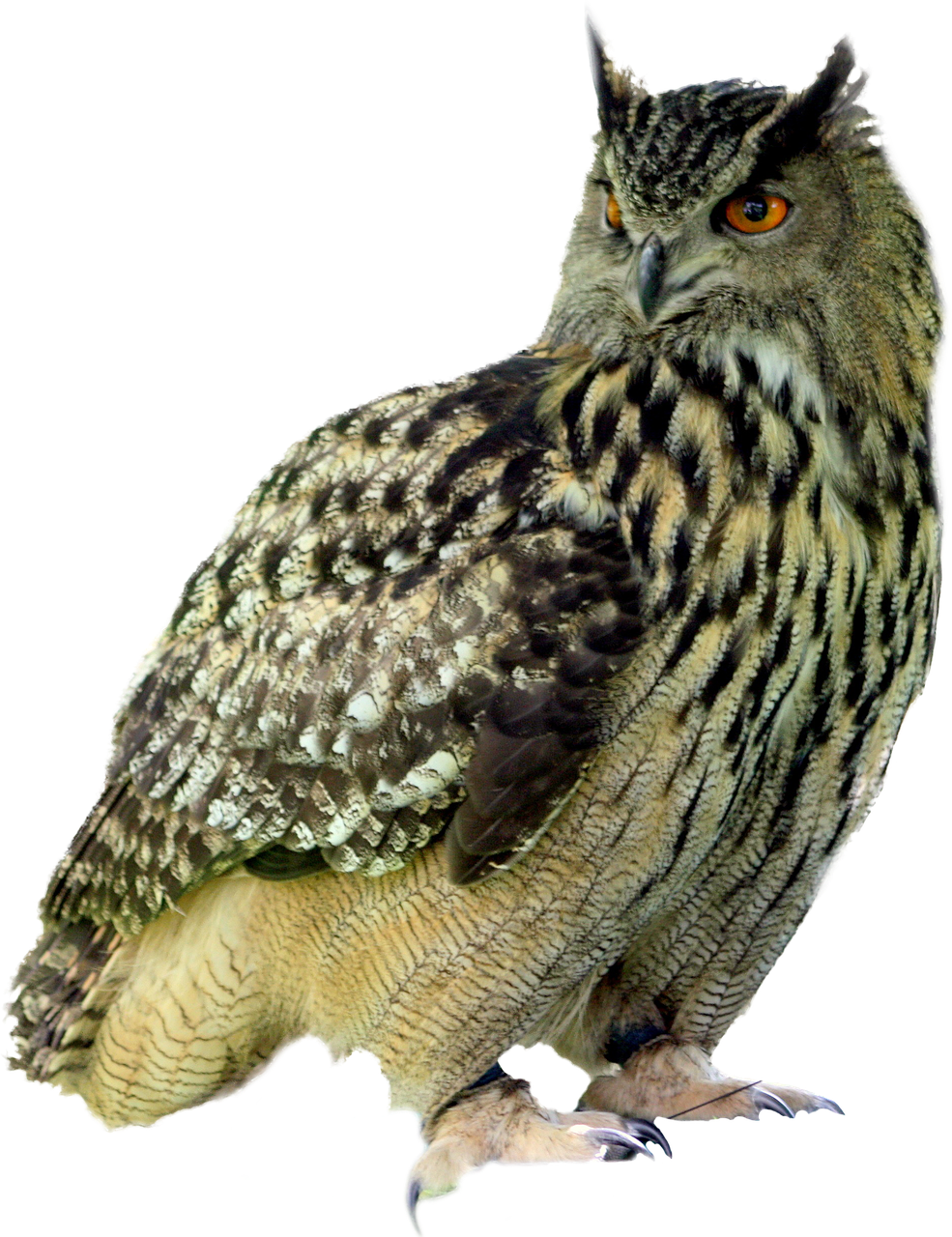 owl bird night free photo