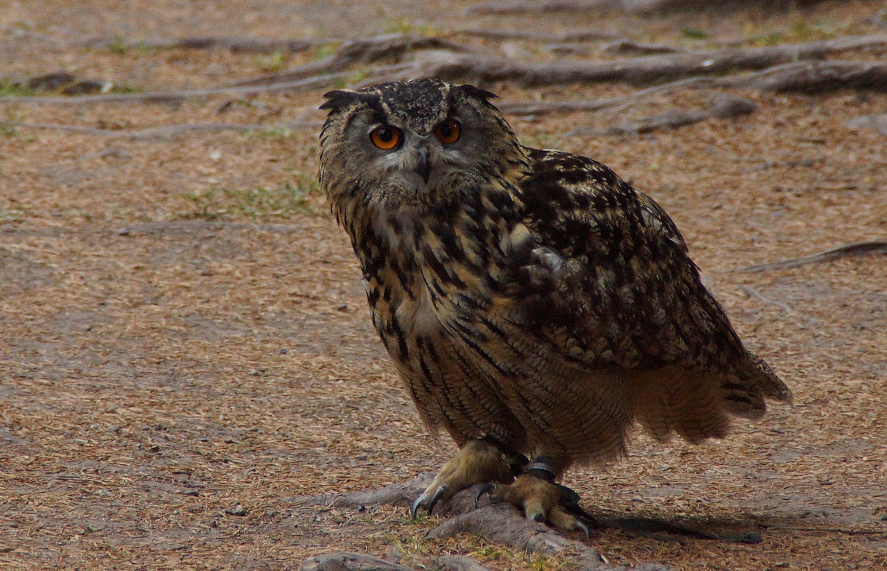 owl eagle owl bird free photo