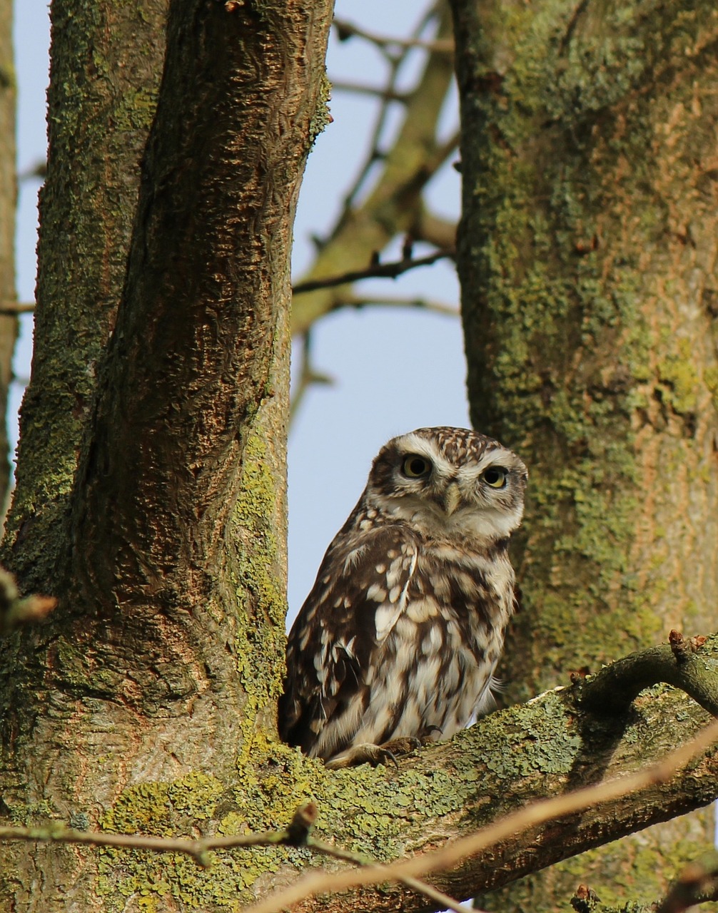 owl tree bird free photo