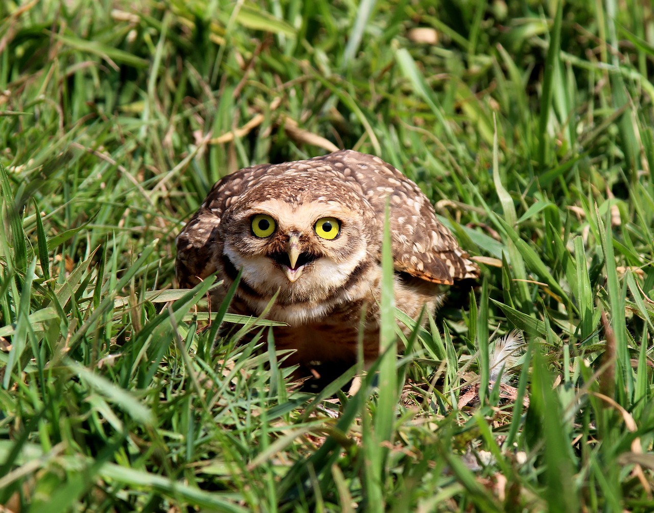 owl burrowing owl mad free photo