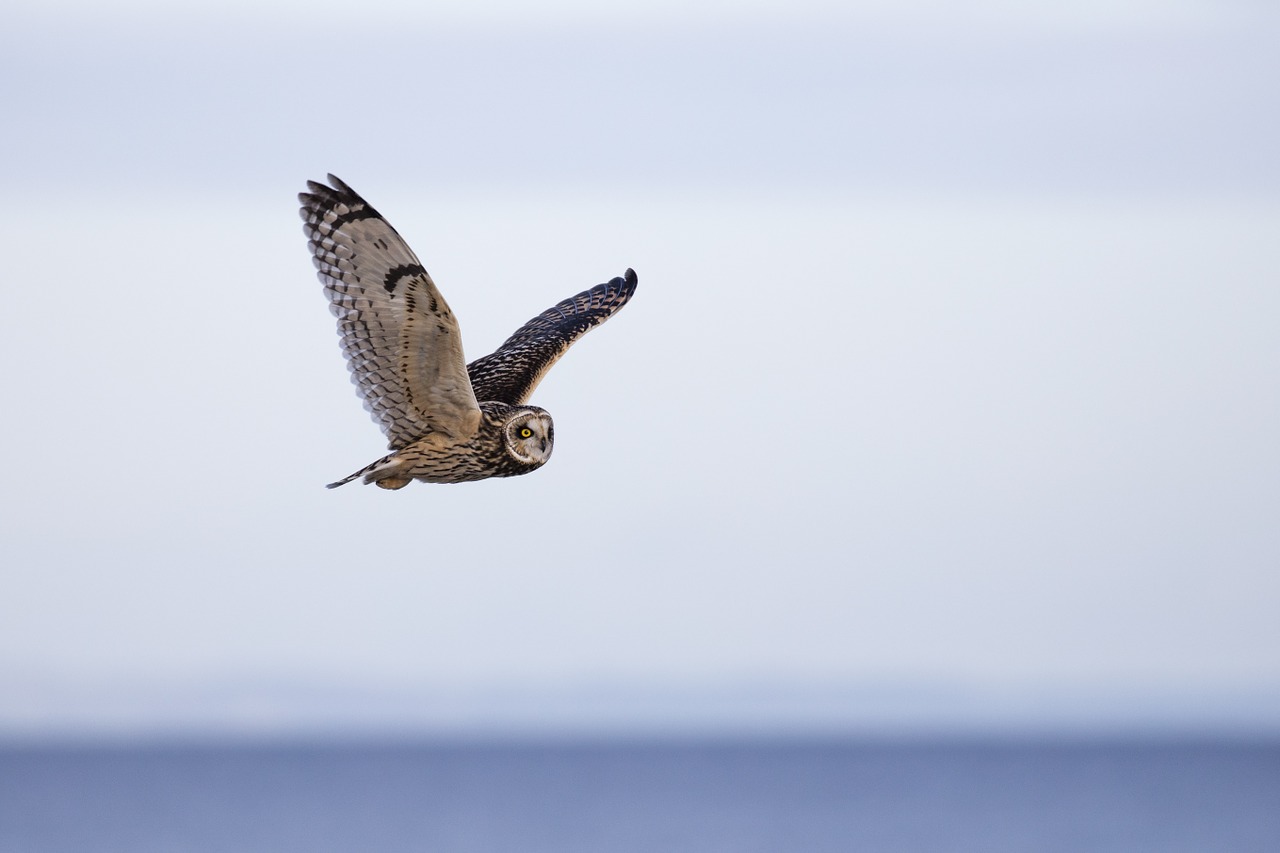 owl short eared owl bird free photo