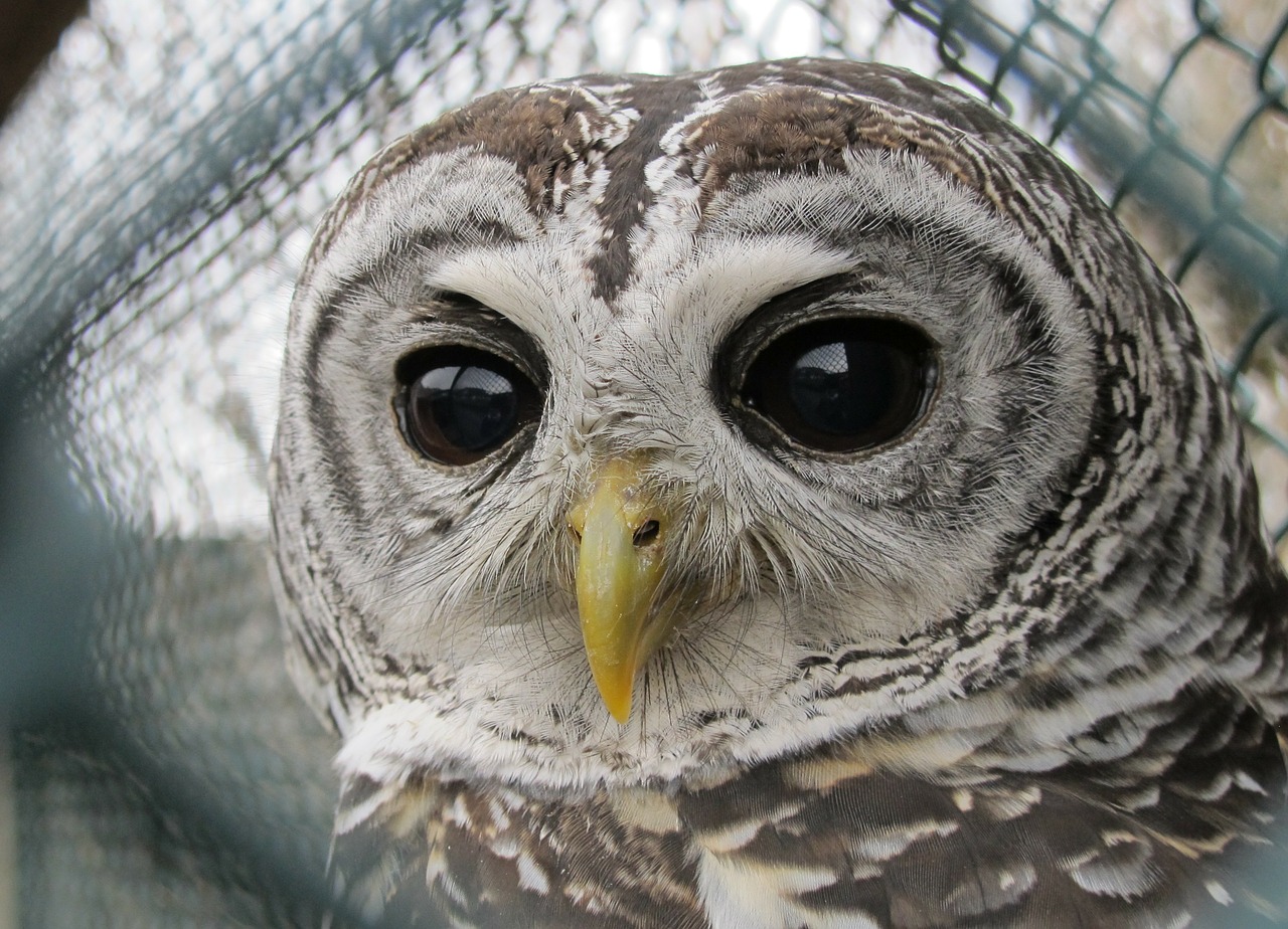 owl eyes animals free photo