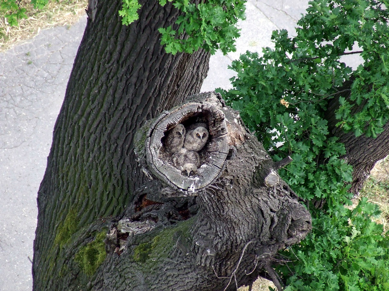 owl bird nature free photo