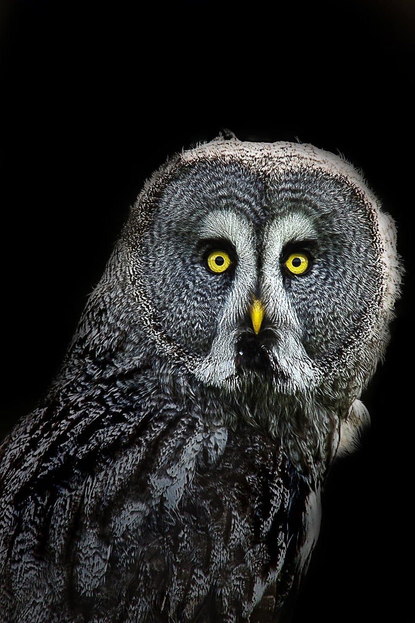 owl night owl animal free photo