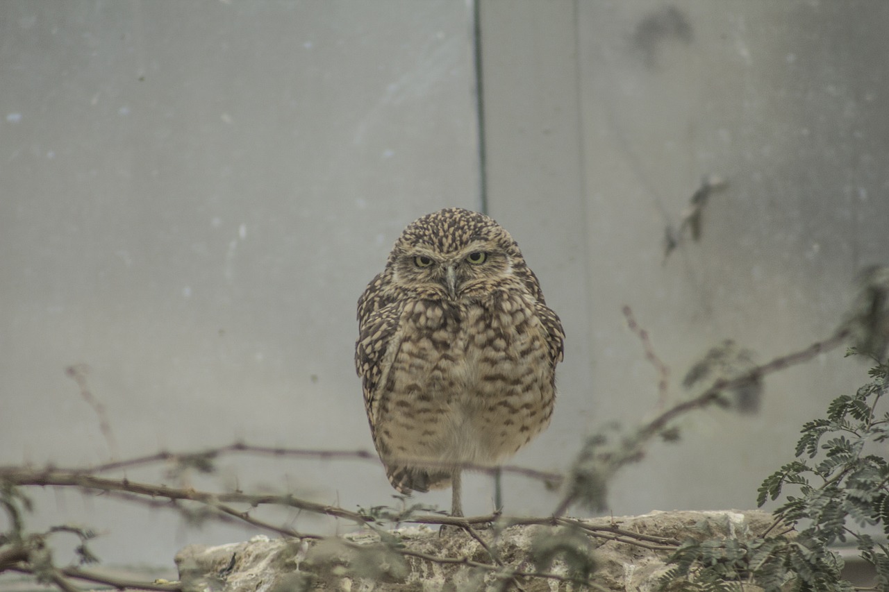 owl zoo burrowing free photo