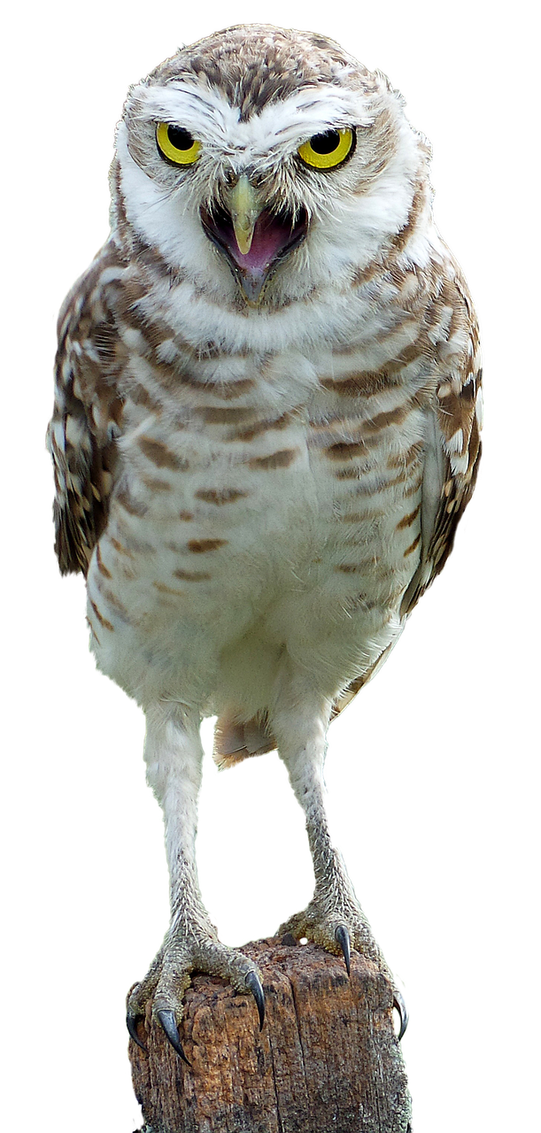 owl bird wild free photo