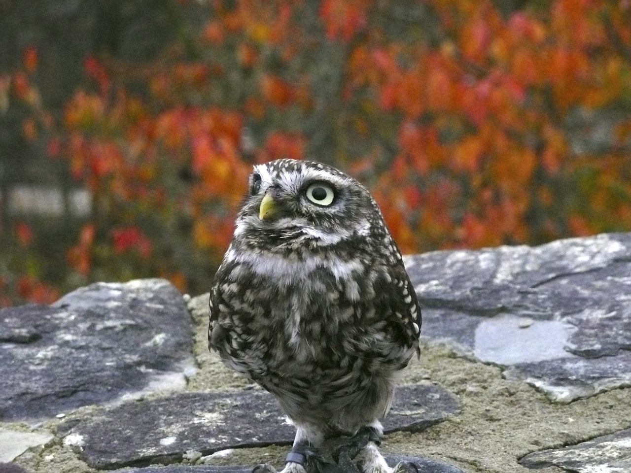 owl bird predator free photo