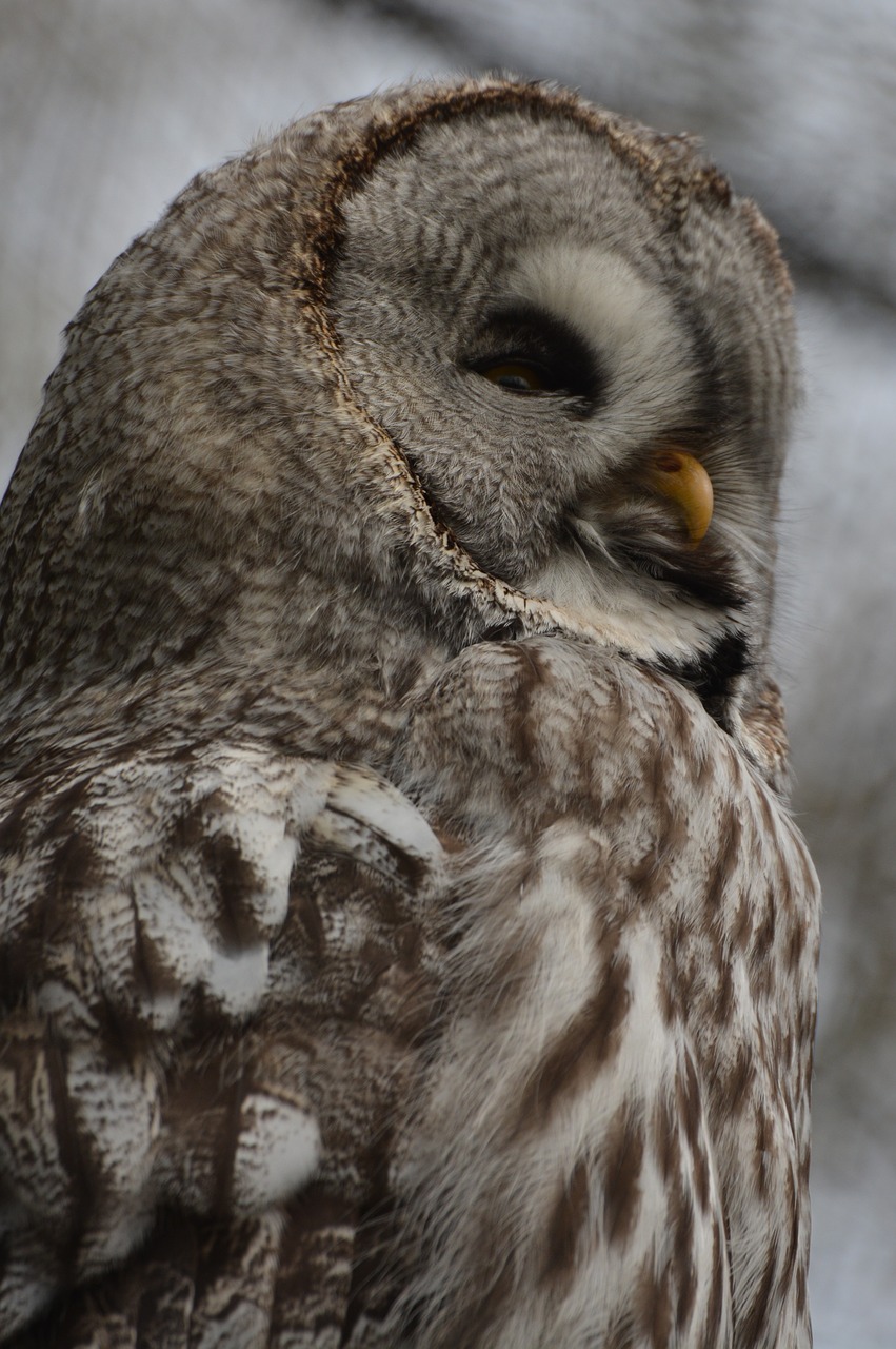 owl screech owl bird free photo