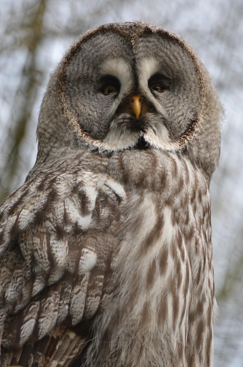 owl screech owl bird free photo