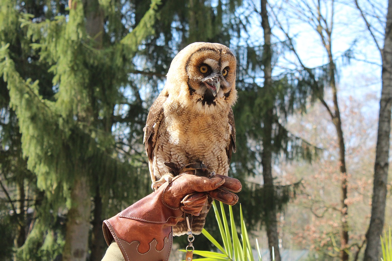 owl bird falconry free photo