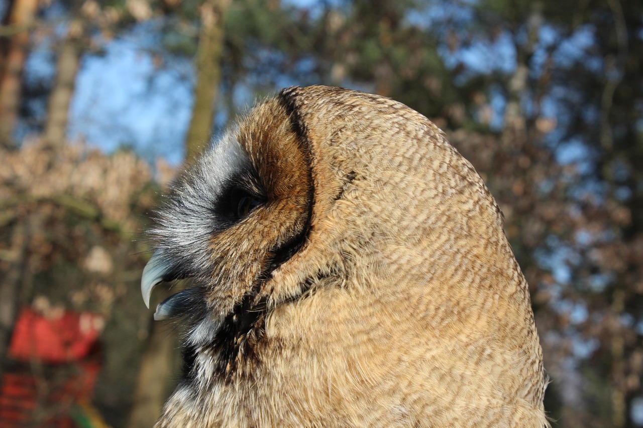 owl bird falconry free photo