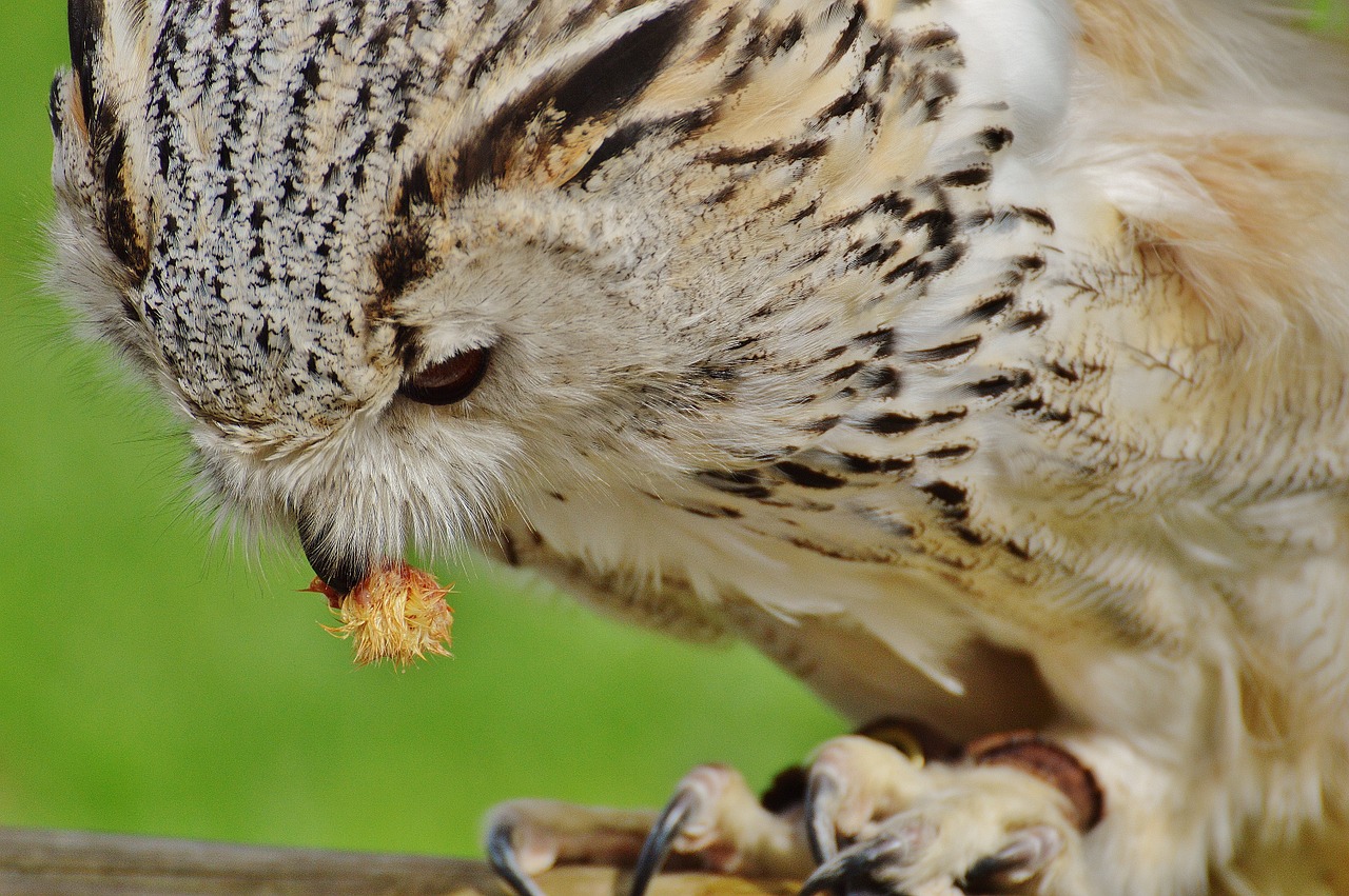 owl wildpark poing bird free photo