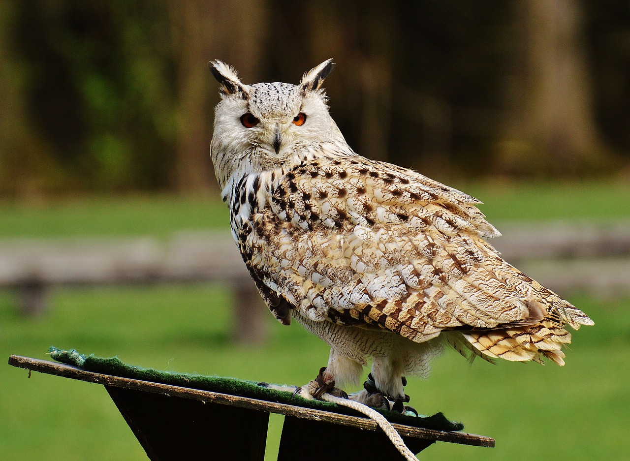 owl wildpark poing bird free photo