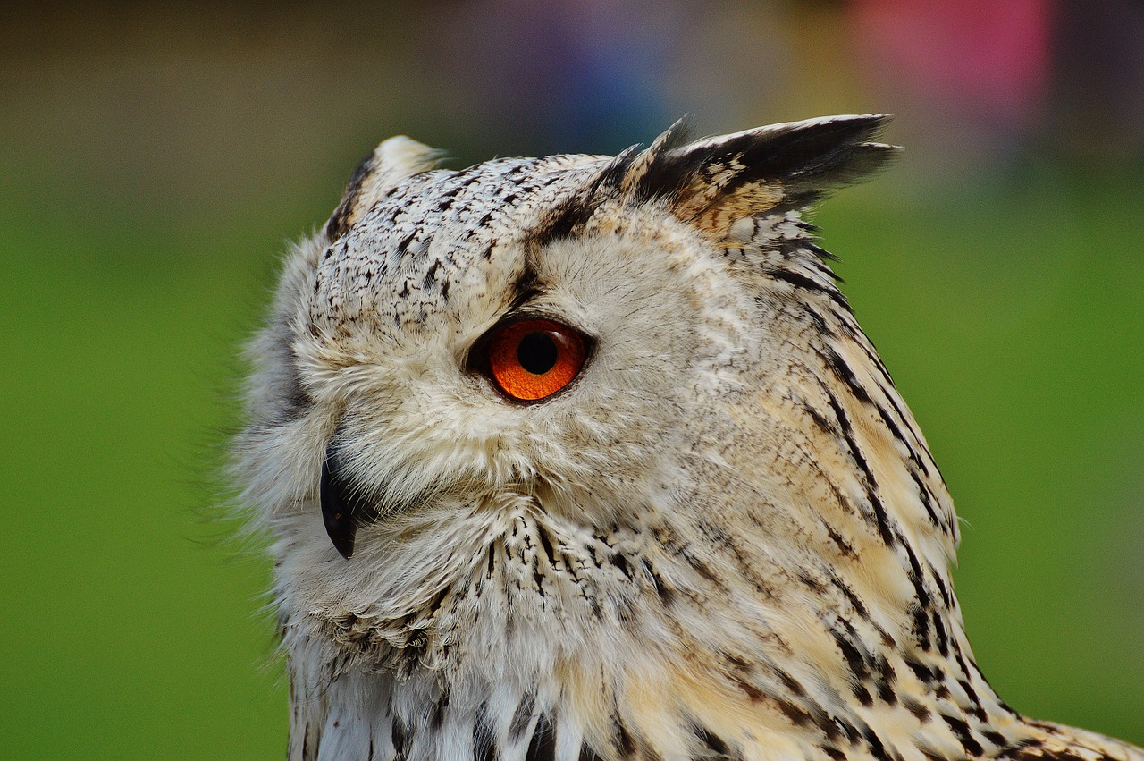 owl wildpark poing bird free photo