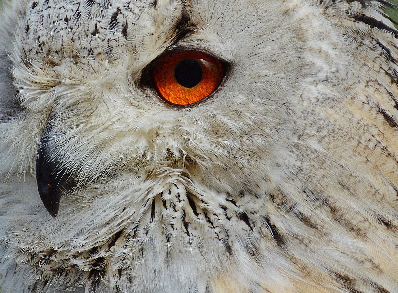 owl wildpark poing bird free photo