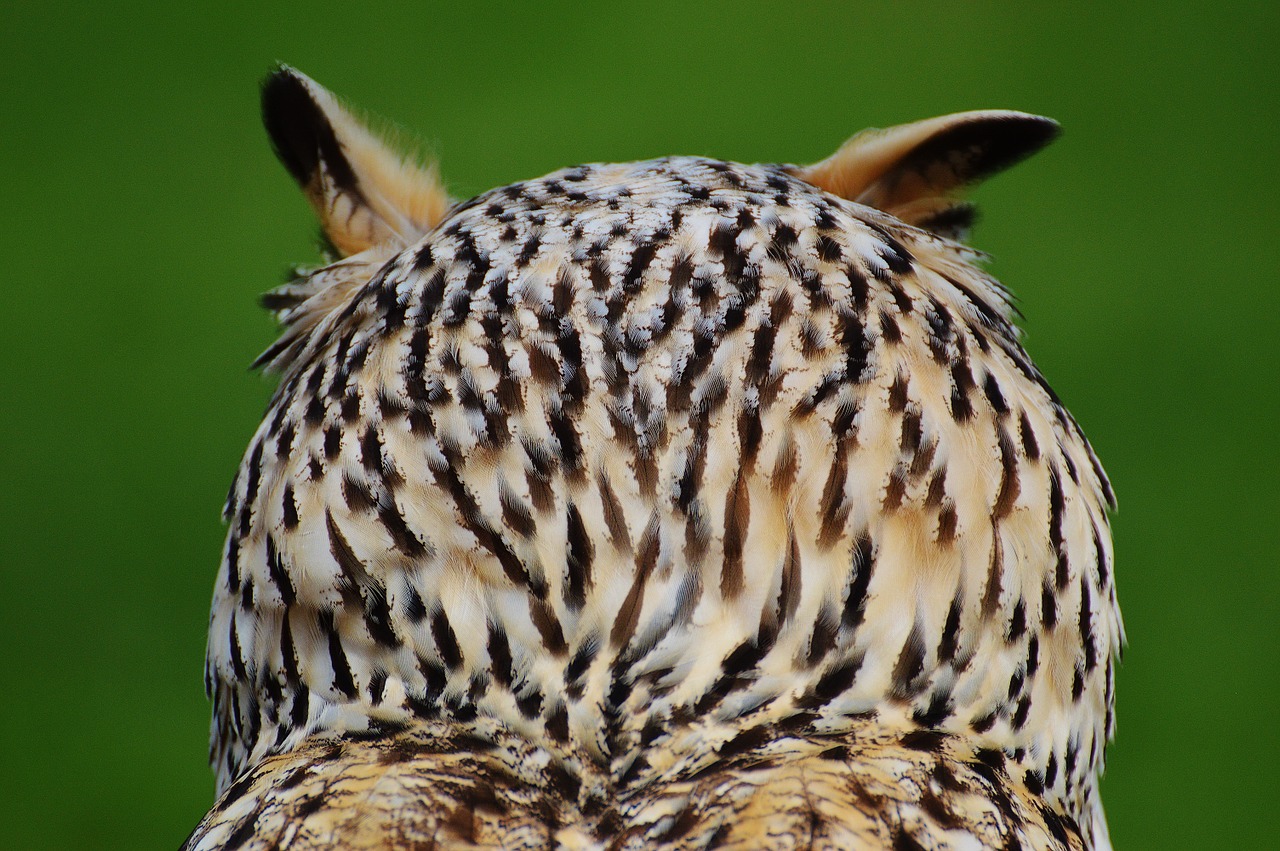 owl wildpark poing bird free photo