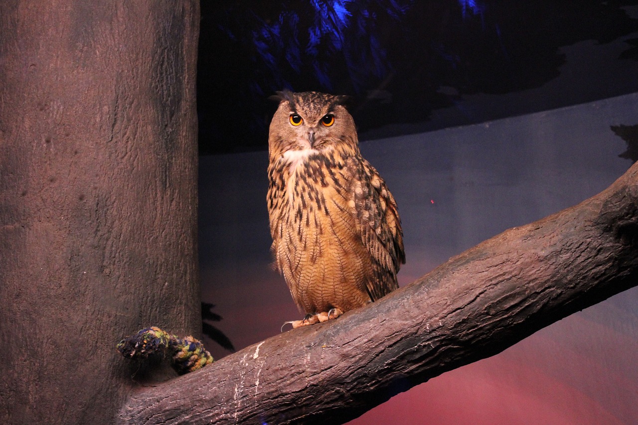 owl zoo bird free photo