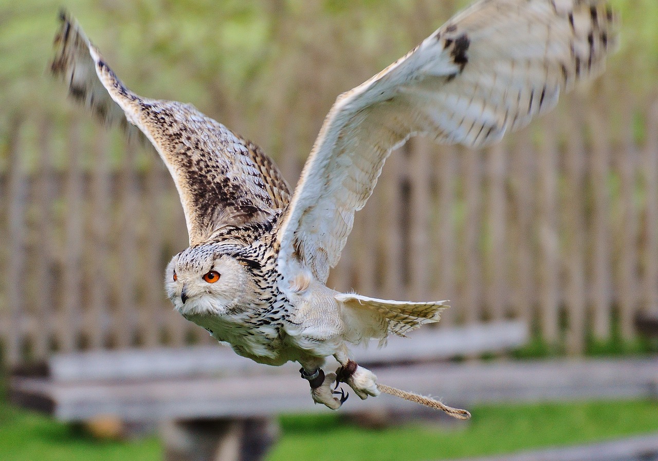 owl wildpark poing bird free photo