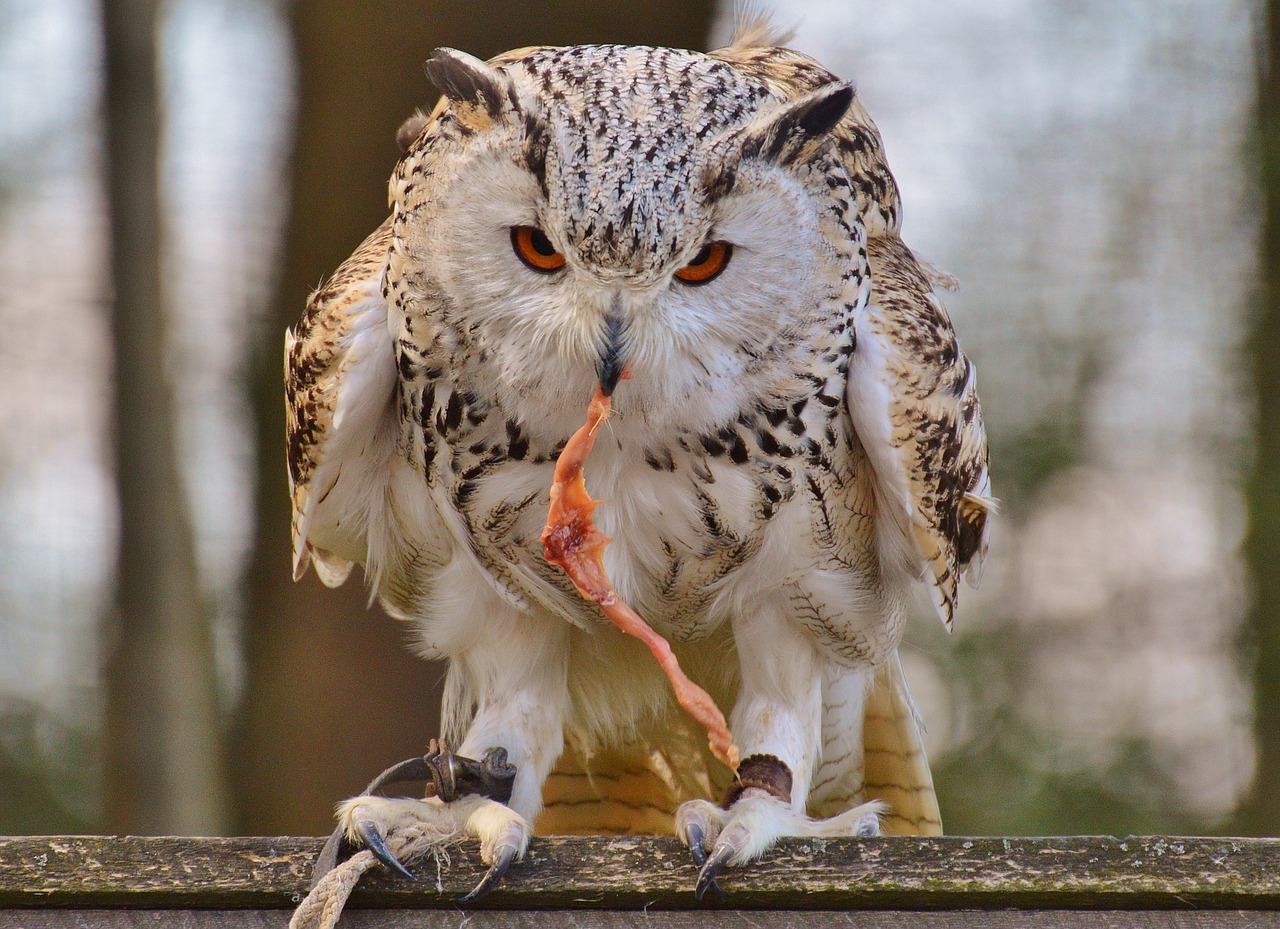 owl wildpark poing prey free photo